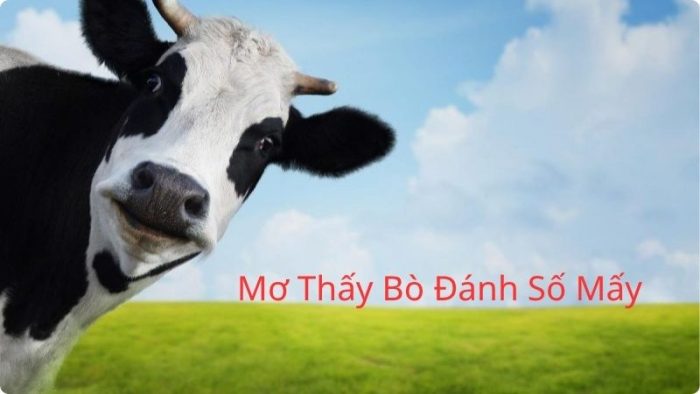 Mơ Thấy Con Bò Đánh Số Mấy? Tra Theo Từng Trường Hợp