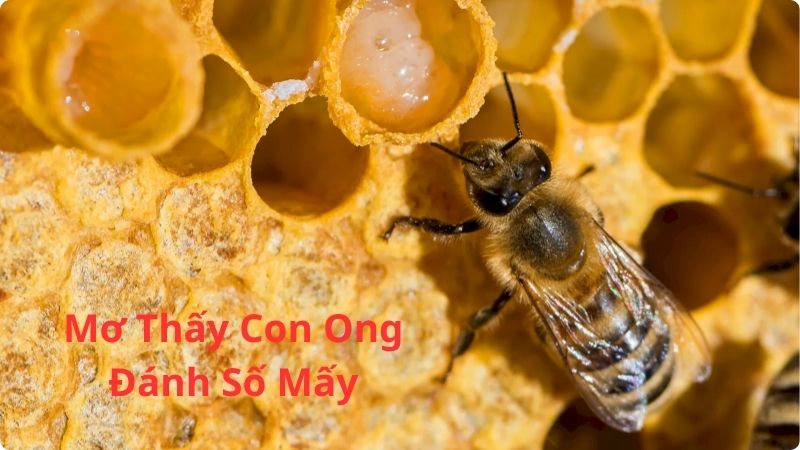 Mơ Thấy Con Ong Đánh Số Mấy? Giải Mã Giấc Mơ & Con Số 2026