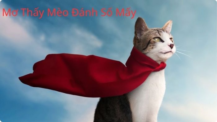 Mơ Thấy Mèo Đánh Số Mấy? Tra Theo Từng Trường Hợp